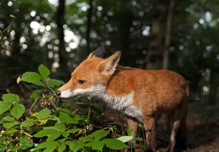 Téléchargez les photos : Gros plan d'un petit renard roux mangeant des mûres dans une forêt - en image libre de droit