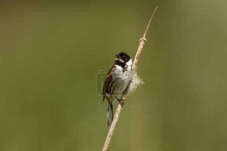 Close-up of a common reed bunting calling on a reed