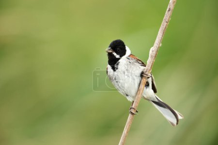 Close-up of a common reed bunting perched on a reed