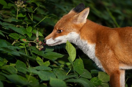 Téléchargez les photos : Gros plan d'un petit renard roux mangeant des mûres dans une forêt - en image libre de droit