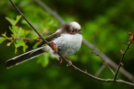 Close-up of a long tailed tit juvenile perched on a tree branch in spring
