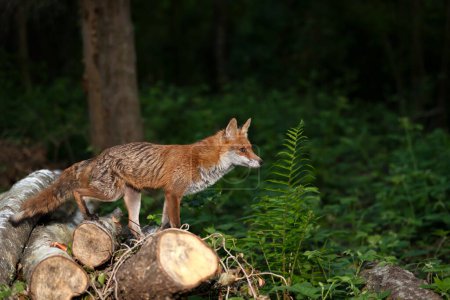 Téléchargez les photos : Gros plan d'un renard roux debout sur un tronc d'arbre dans une forêt - en image libre de droit
