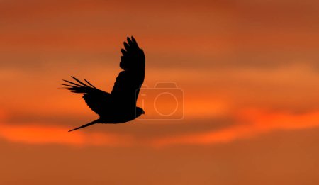 Silhouette of a red kite in flight at sunset