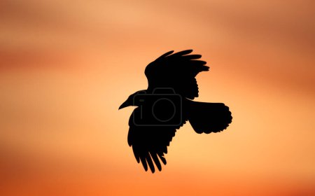 Close-up of a silhouette of carrion crow in flight at sunset