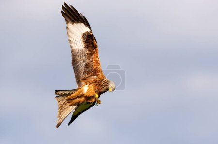 Close-up of a Red kite in flight against blue sky