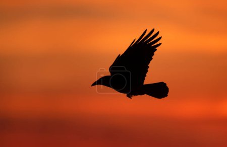 Close-up of a silhouette of carrion crow in flight at sunset 