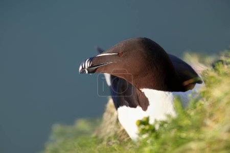Photo for Close-up of a Razorbill nesting on a cliff - Royalty Free Image