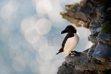 Photo for Close-up of a Razorbill perched on a cliff against bokeh background - Royalty Free Image