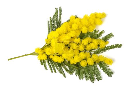 Mimosa (silver wattle) branch isolated on white background.