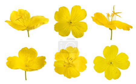 Photo for Set of yellow evening primroses isolated on white - Royalty Free Image
