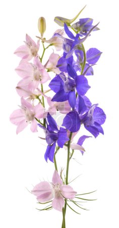 Photo for Larkspur flowers isolated on white background - Royalty Free Image