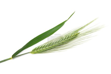 Barley ears isolated on white background