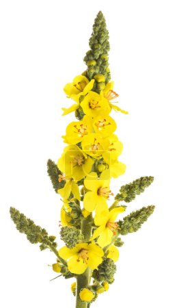 Photo for Mullein flowers isolated on white background - Royalty Free Image