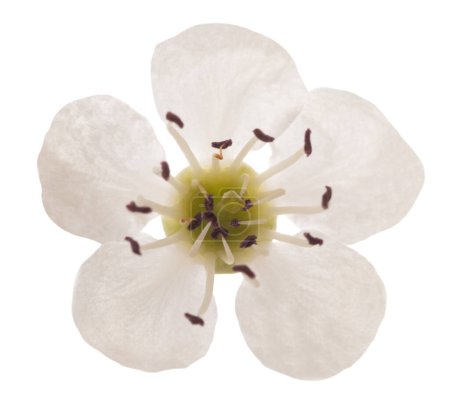 Foto de Hawthorn  flower head isolated on  white background - Imagen libre de derechos