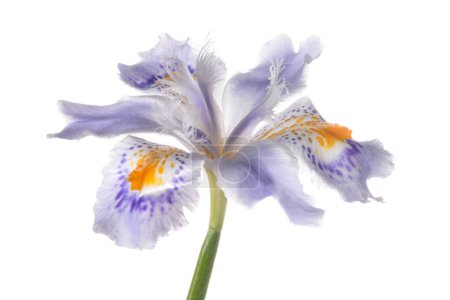 Iris japonica flower head isolated on white background