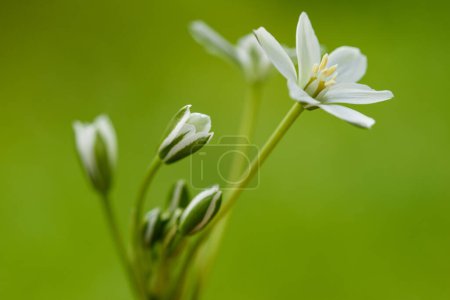 Foto de White Grass Lily  Flowers on blurred green Background - Imagen libre de derechos