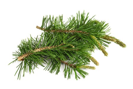 Photo for Mugo pine branches  isolated on white background - Royalty Free Image