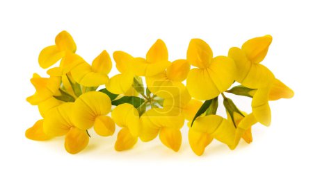 Photo for Common bird's foot trefoil isolated on white - Royalty Free Image