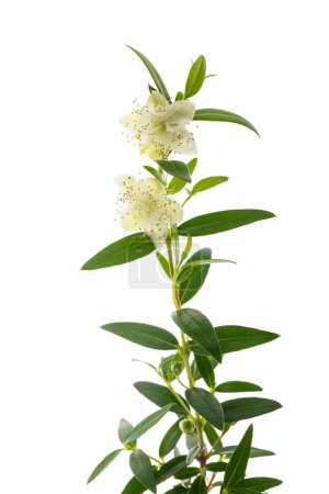 Photo for Common myrtle branch with flowers isolated on white - Royalty Free Image