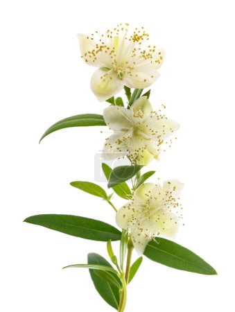 Téléchargez les photos : Rameau de myrte commune avec des fleurs isolées sur blanc - en image libre de droit
