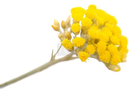 Helichrysum Blüten isoliert auf weißem Hintergrund