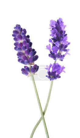Lavender flowers   isolated on white background