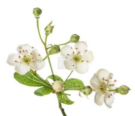 Branche d'aubépine avec fleurs isolées sur fond blanc
