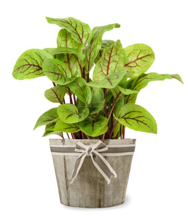 Red veined sorrel plant in  vase isolated on white