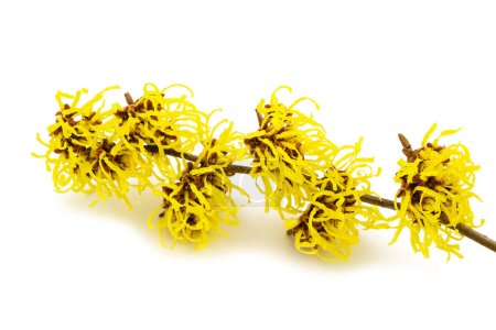 American witch hazel flowers isolated on white background