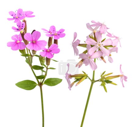 Photo for Soapwort flowers  isolated on white background - Royalty Free Image