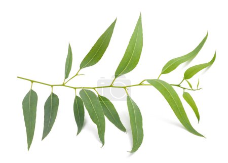 Téléchargez les photos : Branche d'eucalyptus avec feuilles isolées sur blanc - en image libre de droit