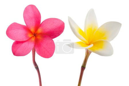 Photo for Red and white Frangipani flowers  isolated on white - Royalty Free Image