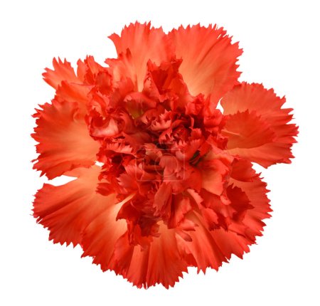 Photo for Carnations flower isolated on white background - Royalty Free Image