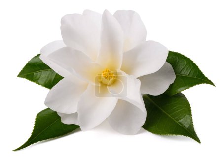 Camellia flower with leaves  isolated on white