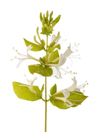 Photo for Honeysuckle flower isolated on white background - Royalty Free Image
