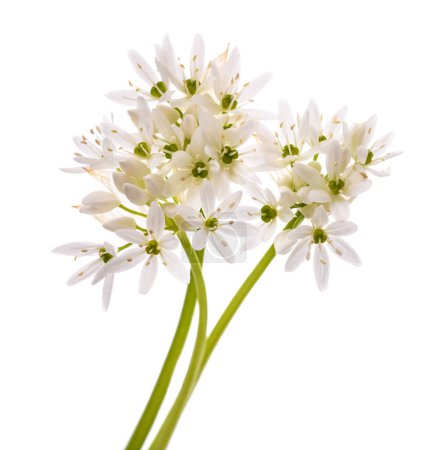 Photo for Wild garlic flowers isolated on white background - Royalty Free Image