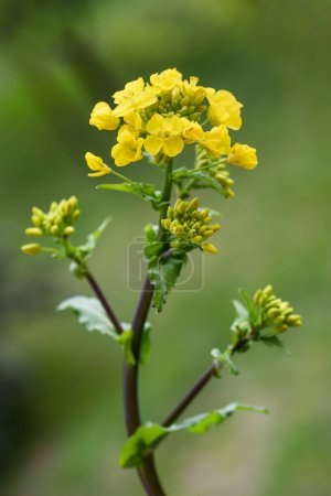 Téléchargez les photos : Champ de fleurs de moutarde sur fond vert flou - en image libre de droit