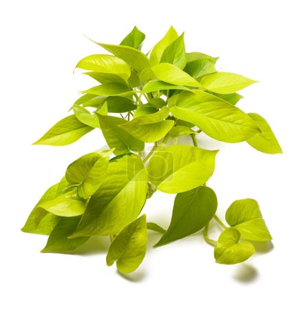 Photo for Neon pothos plant isolated on white background - Royalty Free Image