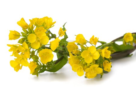 Téléchargez les photos : Champ fleurs de moutarde isolé sur fond blanc - en image libre de droit