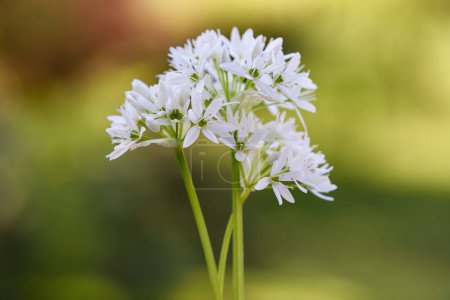 Photo for Wild garlic flowers  on green blurred  background - Royalty Free Image