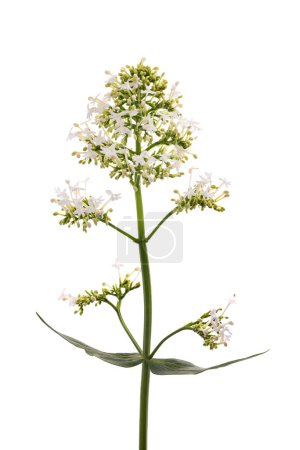 Photo for White Valerian flowers isolated on white background - Royalty Free Image