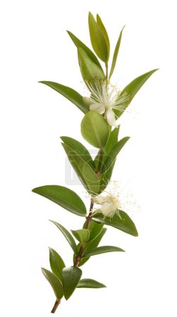 Téléchargez les photos : Rameau de myrte commune avec des fleurs isolées sur blanc - en image libre de droit