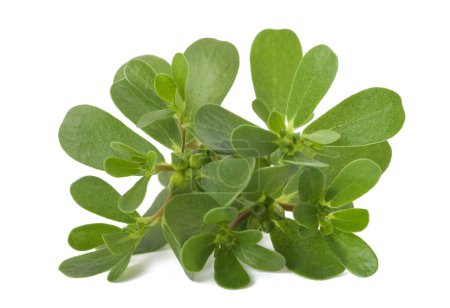 Photo for Common purslane branch isolated on white background - Royalty Free Image