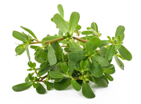 Photo for Common purslane branch isolated on white background - Royalty Free Image