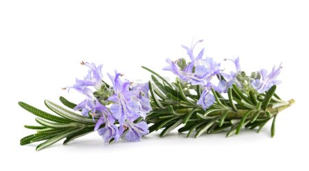 Photo for Rosemary in  flower isolated on white background - Royalty Free Image