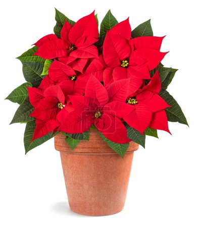Red poinsettia plant in vase isolated on white