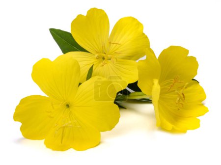 Common evening primrose   flowers isolated on white