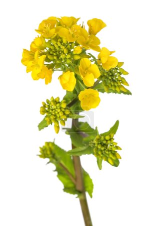 Téléchargez les photos : Champ fleurs de moutarde isolé sur fond blanc - en image libre de droit