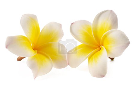 Foto de Dos flores Frangipani aisladas sobre fondo blanco - Imagen libre de derechos