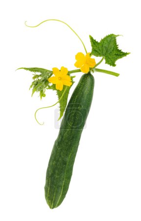 Téléchargez les photos : Concombre avec des fleurs isolées sur fond blanc - en image libre de droit